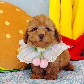 Poodle