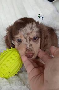 MINIATURE DACHSHUND Puppies VIP44🐻 Male~Female