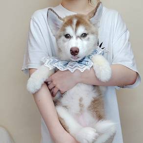 Wooly Husky