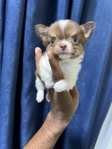 tea cup Chihuahua.