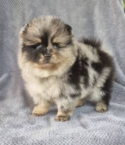 POMERANIAN PUPPIES A143 🌻 Sort of shine Boy~Girl