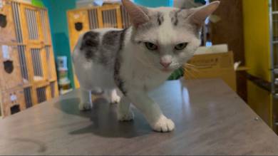 American Shorthair White Pure Breed (Promo)
