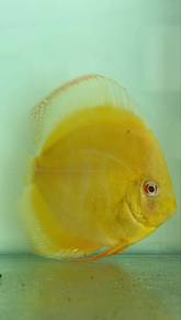 Discus