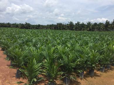 Anak Pokok Benih Sawit AAR Hybrida 2S