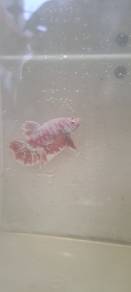 Betta fish hmpk