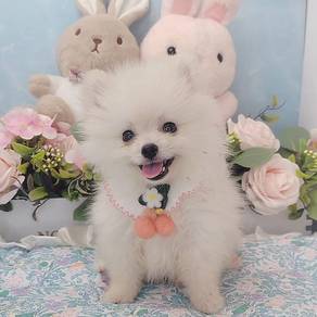Pomeranian