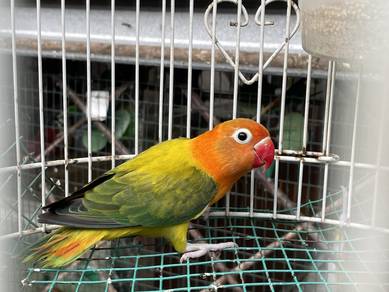 Burung Lovebird