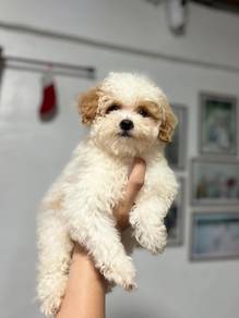 maltipoo14