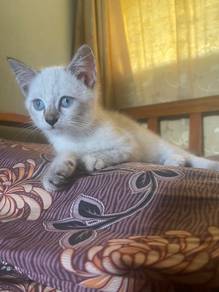 kitten siam