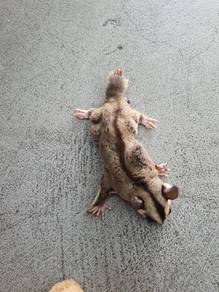 sugar glider Whiteface female