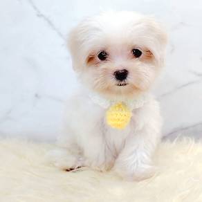 Maltese