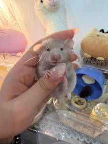 Syrian Hamster