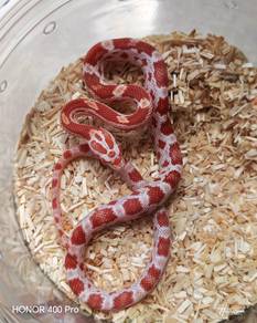 Corn Snake