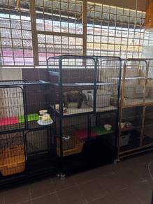 Kucing