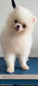 Pomeranian Stud Service 