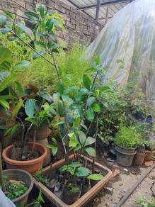 Anak pokok black sapote(anak biji) 