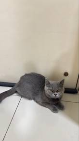 Urgent rehome BSH / British Short Hair