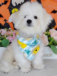 Bichon Frise