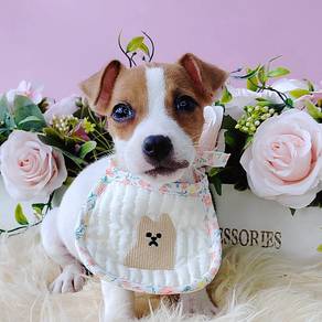 Jack Russell