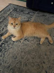 bsh golden female