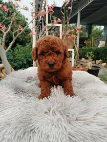 poodle with MKA cert 