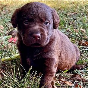 Labrador Retriever 17