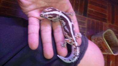 African FAT TAIL GECKO 