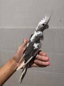 burung cockatiel jinak bird parrot