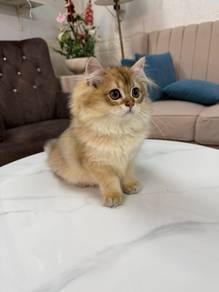 Golden Female British Longhair