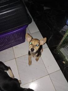 little puppy for adoption 