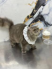 Cute Cats Need New Loving Home