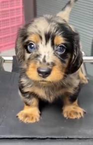 Miniature Dachshund Long coat Merle