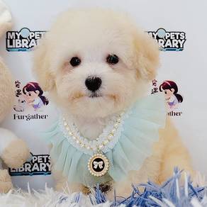 Tiny Toy Poodle