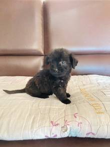Poodle mixed Dachshund Puppy