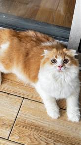 Scottish fold