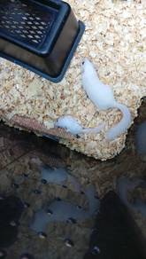 Homebreed Dormouse