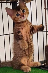 Munchkin short legs 