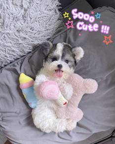MINI POODLE PUPPIES S111 🌻 Premium Puppy