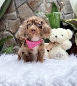 MINIATURE DACHSHUND Puppies 096 🐻 Adorable Puppy