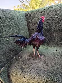 ayam ratu  supergreen