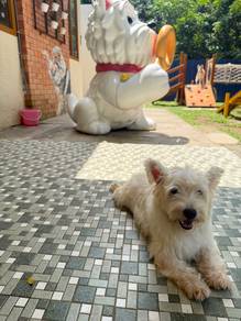 open for Adoption White Terrier & 2 Husky