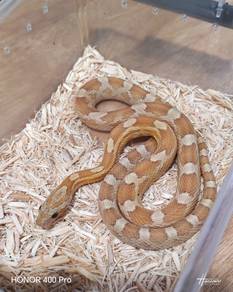 Corn Snake Gold Dust