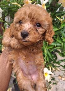 Brown Maltipoo