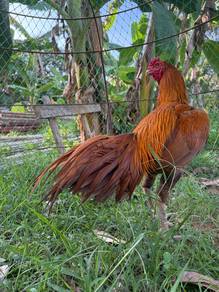 Ayam Ekor Lidi