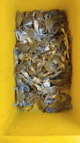 ketam bunga fresh 