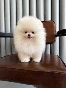 pomeranian s