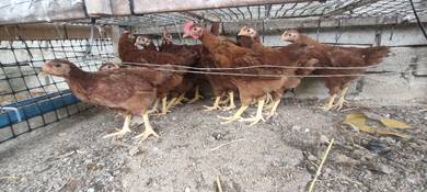 Ayam RIR 