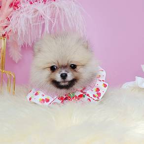 Pomeranian