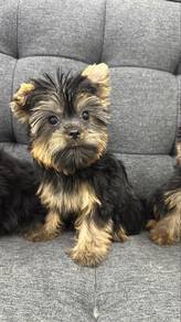 Yorkie Yorkshire Terrier Male n Female Puppies
