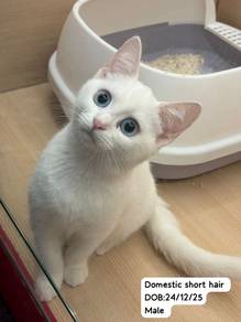 Domestic Short Hair Untuk Dijual !!